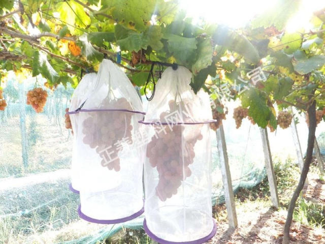 安徽客戶(hù)訂購(gòu)果樹(shù)防蟲(chóng)網(wǎng)案例