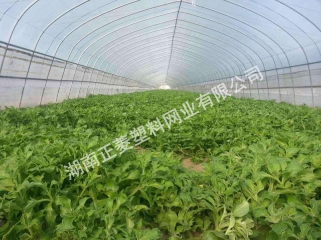 岳陽(yáng)市蔬菜大棚防蟲(chóng)網(wǎng) 