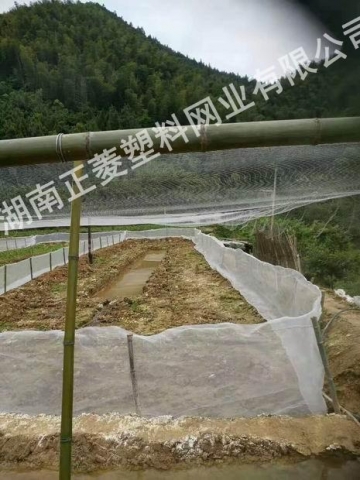 湖南岳陽(yáng)泥鰍基地防鳥網(wǎng)案例 湖南岳陽(yáng)泥鰍基地防鳥網(wǎng)案例